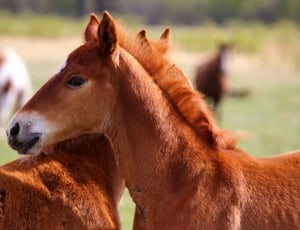 two brown horse photo thumbnail