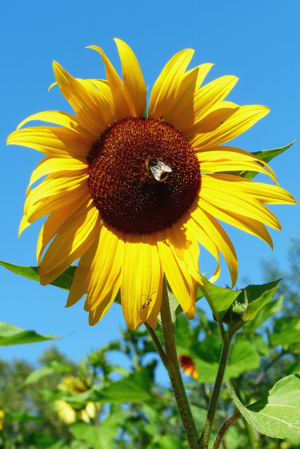 sunflower and brown fly preview
