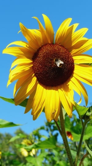 sunflower and brown fly thumbnail