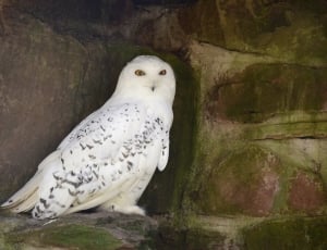 Snowy Owl, Owl, White, Bird, Nocturnal, one animal, reflection thumbnail