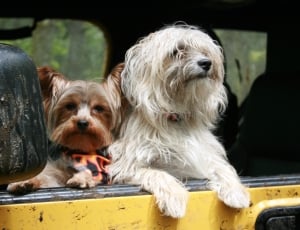 Canine, Dogs, Friends, Car, Looking, dog, pets thumbnail