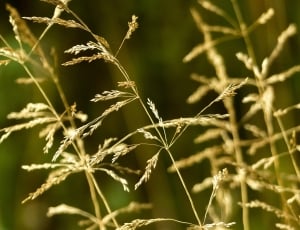 withered grass thumbnail