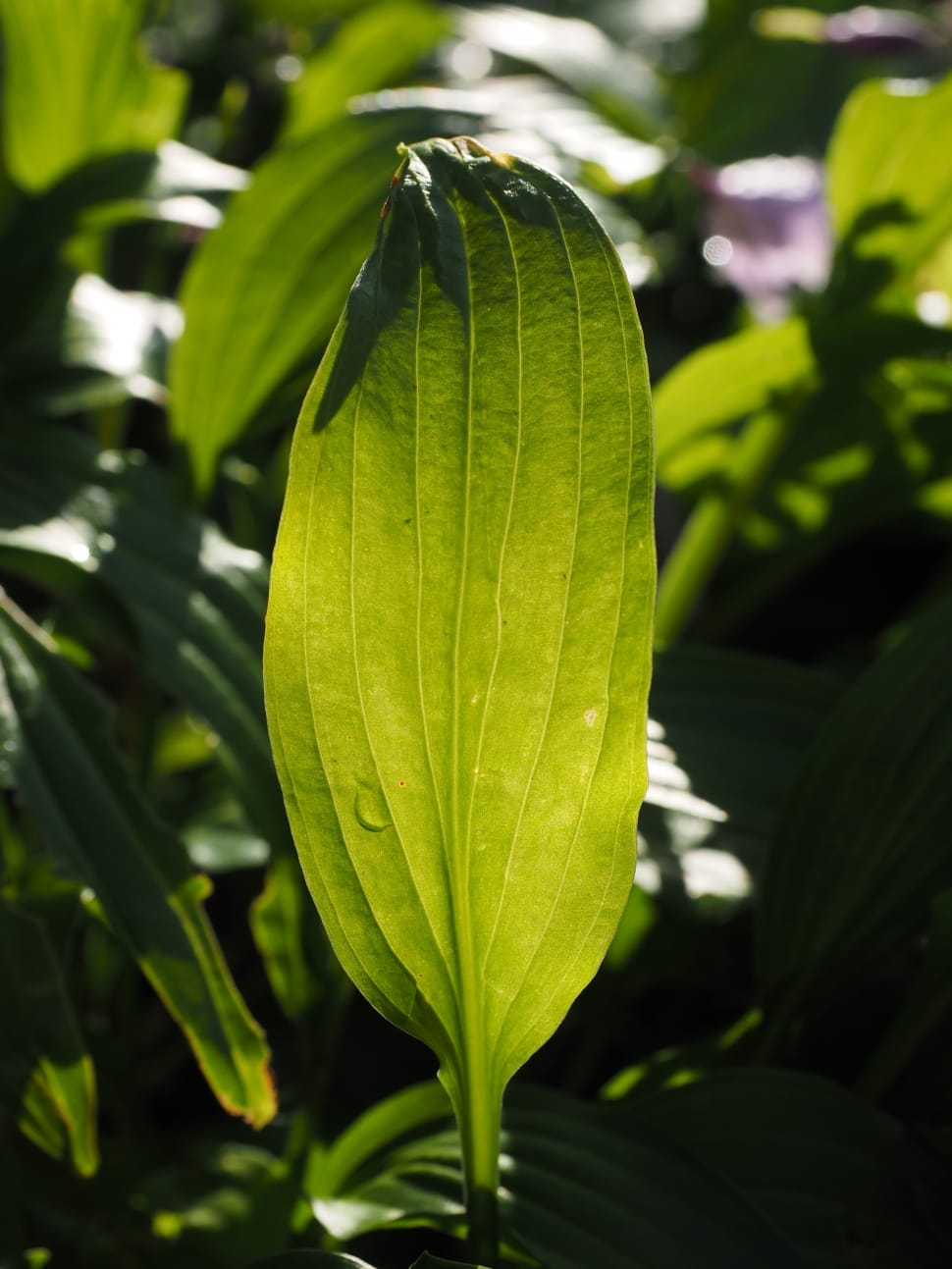 green ovate leaf plant preview