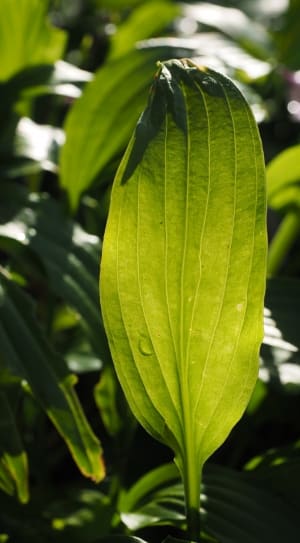 green ovate leaf plant thumbnail