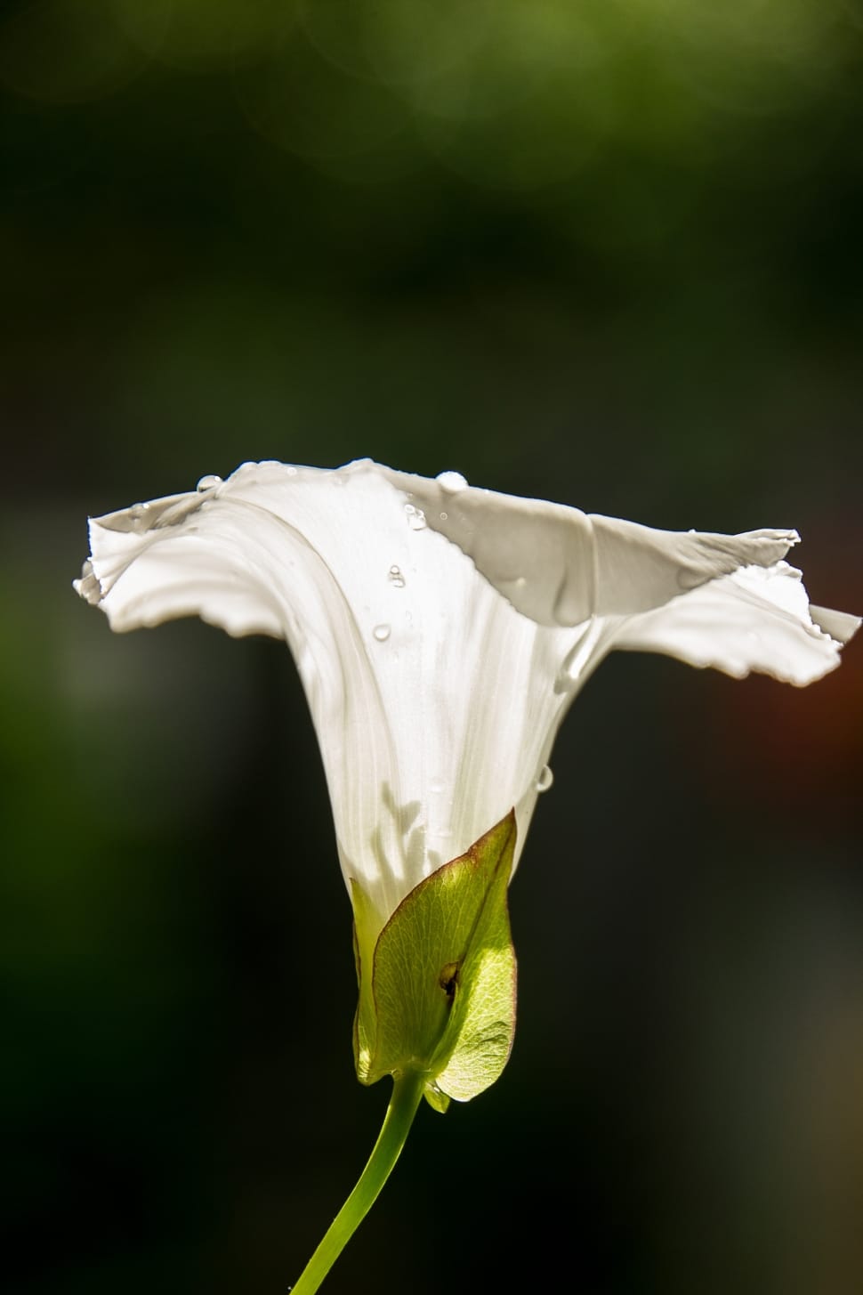 calla lilies flower preview