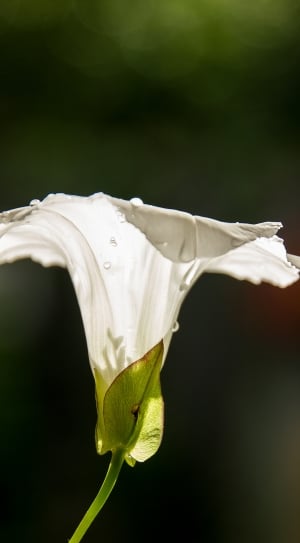 calla lilies flower thumbnail