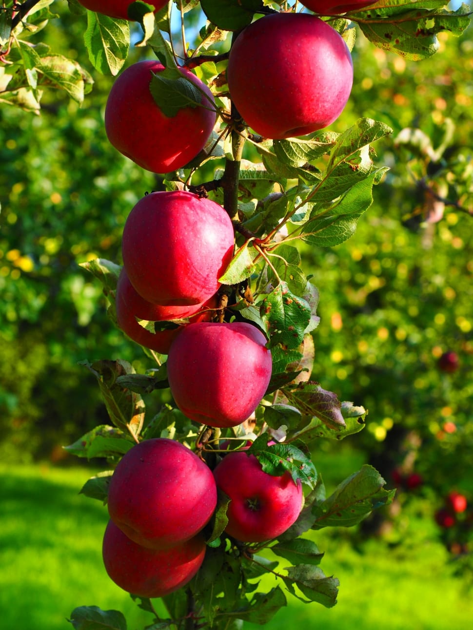 Apple, Apple Tree, Fruit, Frisch, Red, fruit, food and drink preview