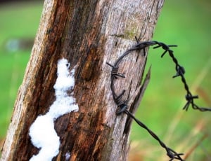 brown wood beside a black barbed wire thumbnail
