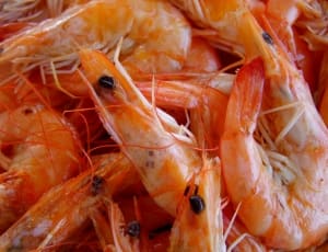 shrimp lot thumbnail