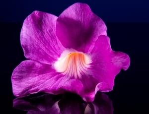 purple trumpet petaled flower thumbnail