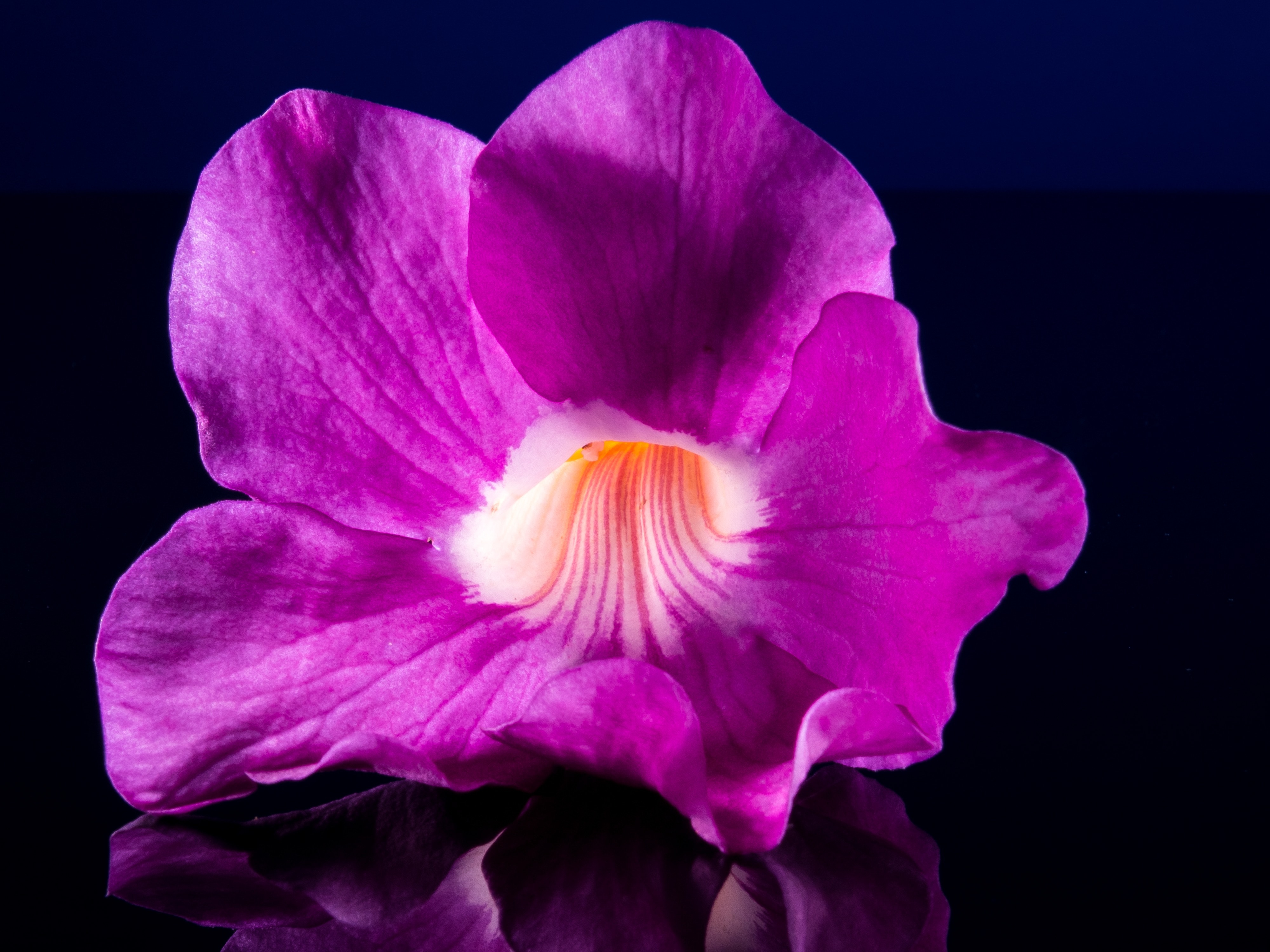 purple trumpet petaled flower