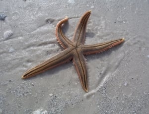 brown star fish thumbnail