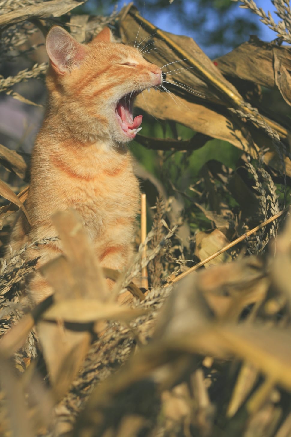 Out, Nature, Tomcat, Cat, Leaves, Autumn, one animal, mouth open preview