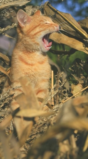 Out, Nature, Tomcat, Cat, Leaves, Autumn, one animal, mouth open thumbnail