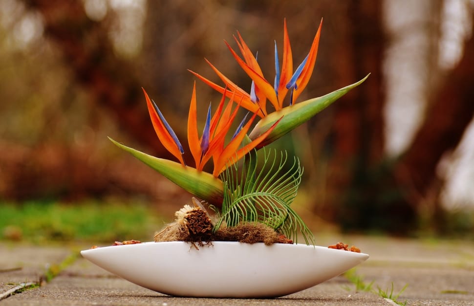 Flower, Plant, Orange, Bird Of Paradise, plant, flower preview