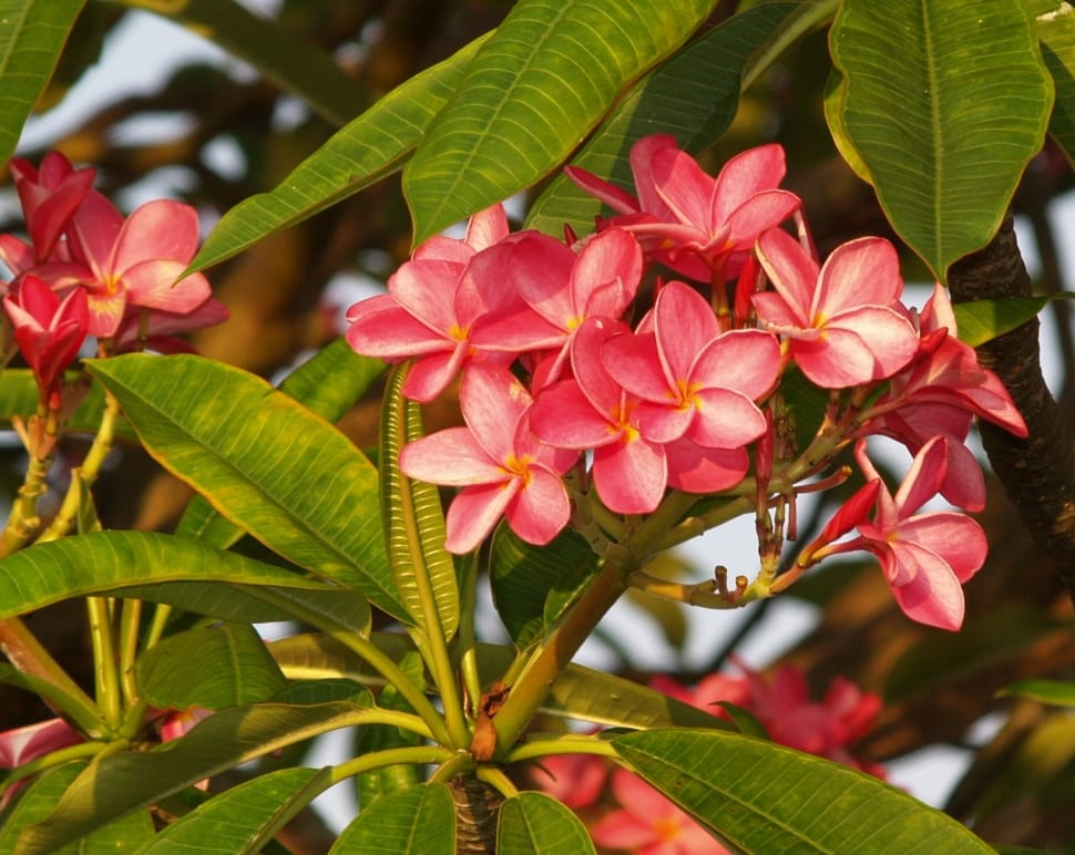 Pink, Flowers, Nature, Frangipani, leaf, flower preview