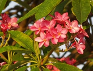 Pink, Flowers, Nature, Frangipani, leaf, flower thumbnail