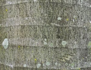 Stem, View, Close, Tree, Palm, Texture, textured, backgrounds thumbnail