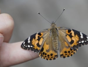 fritillary butterfly thumbnail