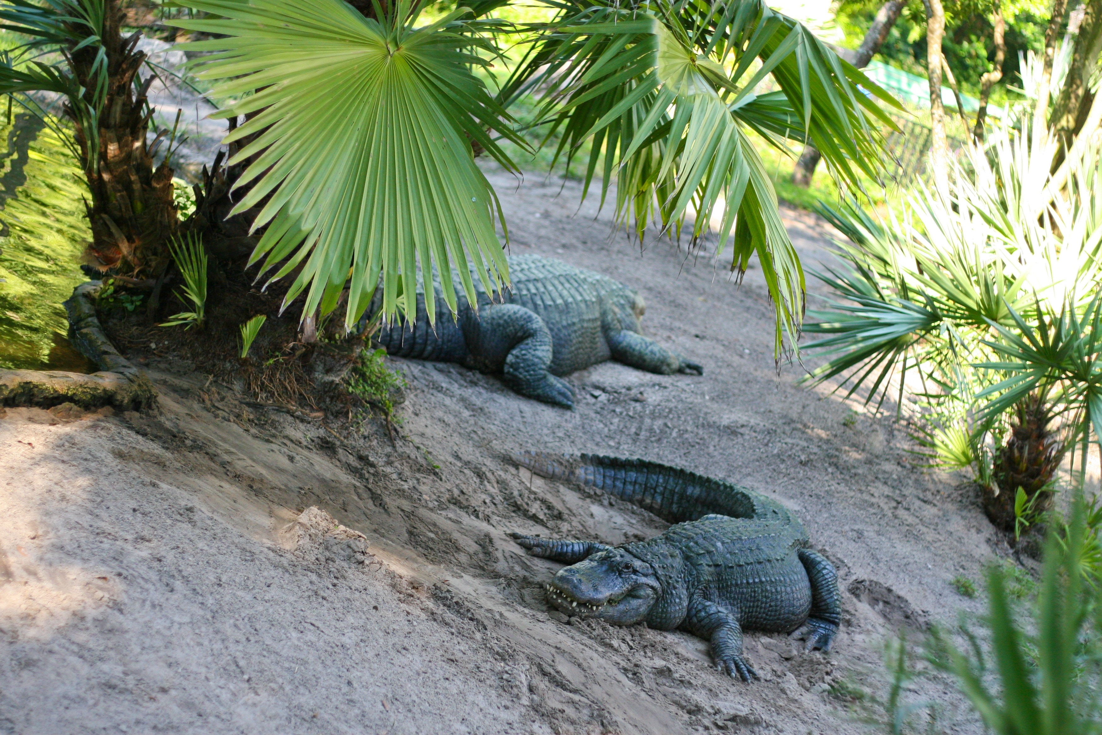 2 crocodiles