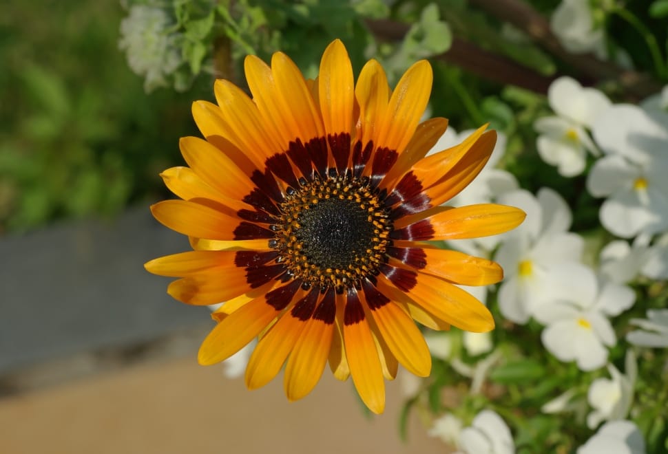 yellow Sunflower preview