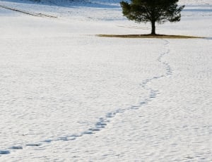 footprints in the snow leading to trees photo during daytime thumbnail