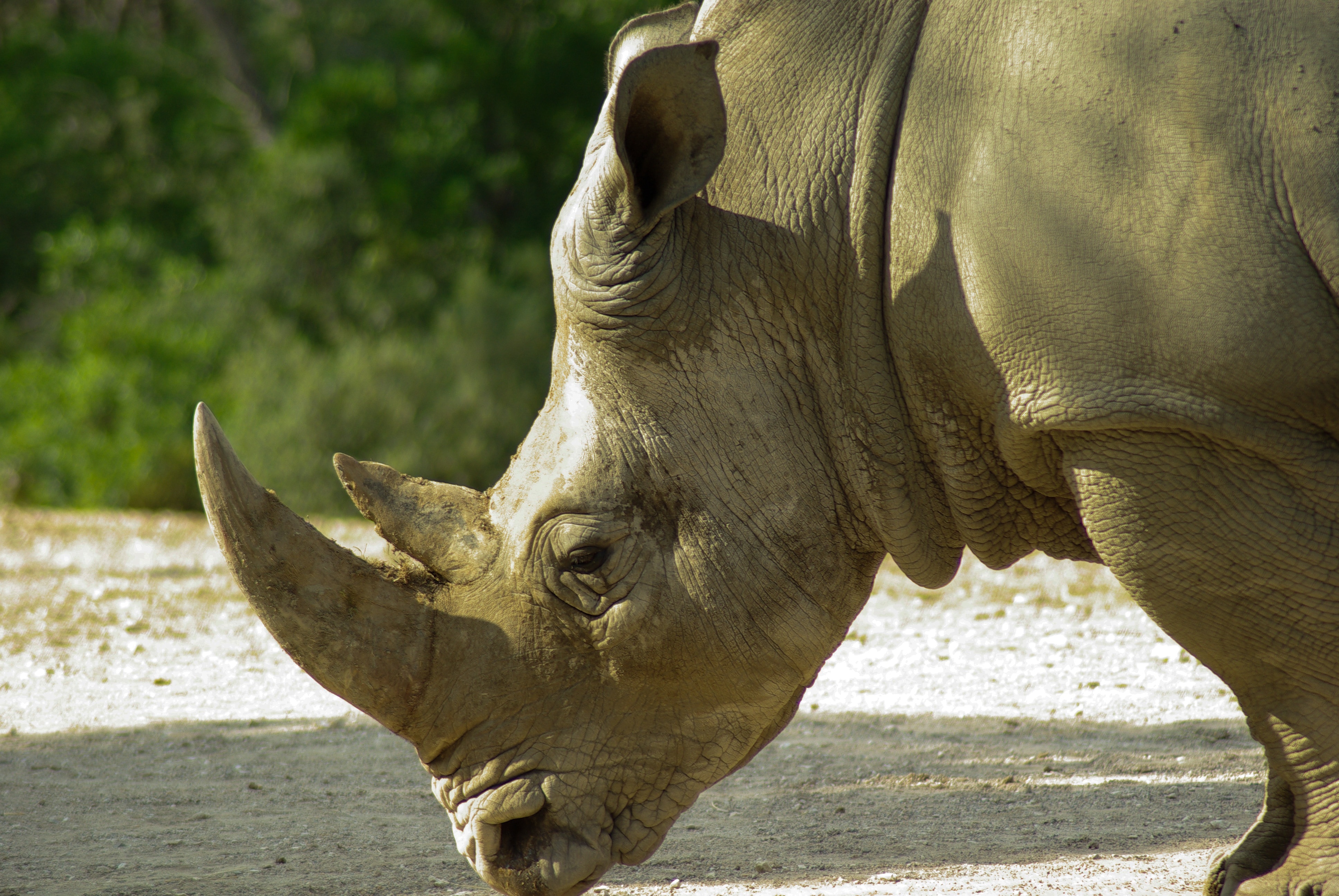 Horns, Rhinoceros, Wild Animal, horned, one animal