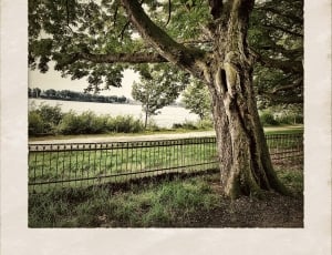 landscape photo of green trees near body of water thumbnail