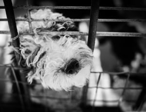 grayscale photography of puli dog thumbnail