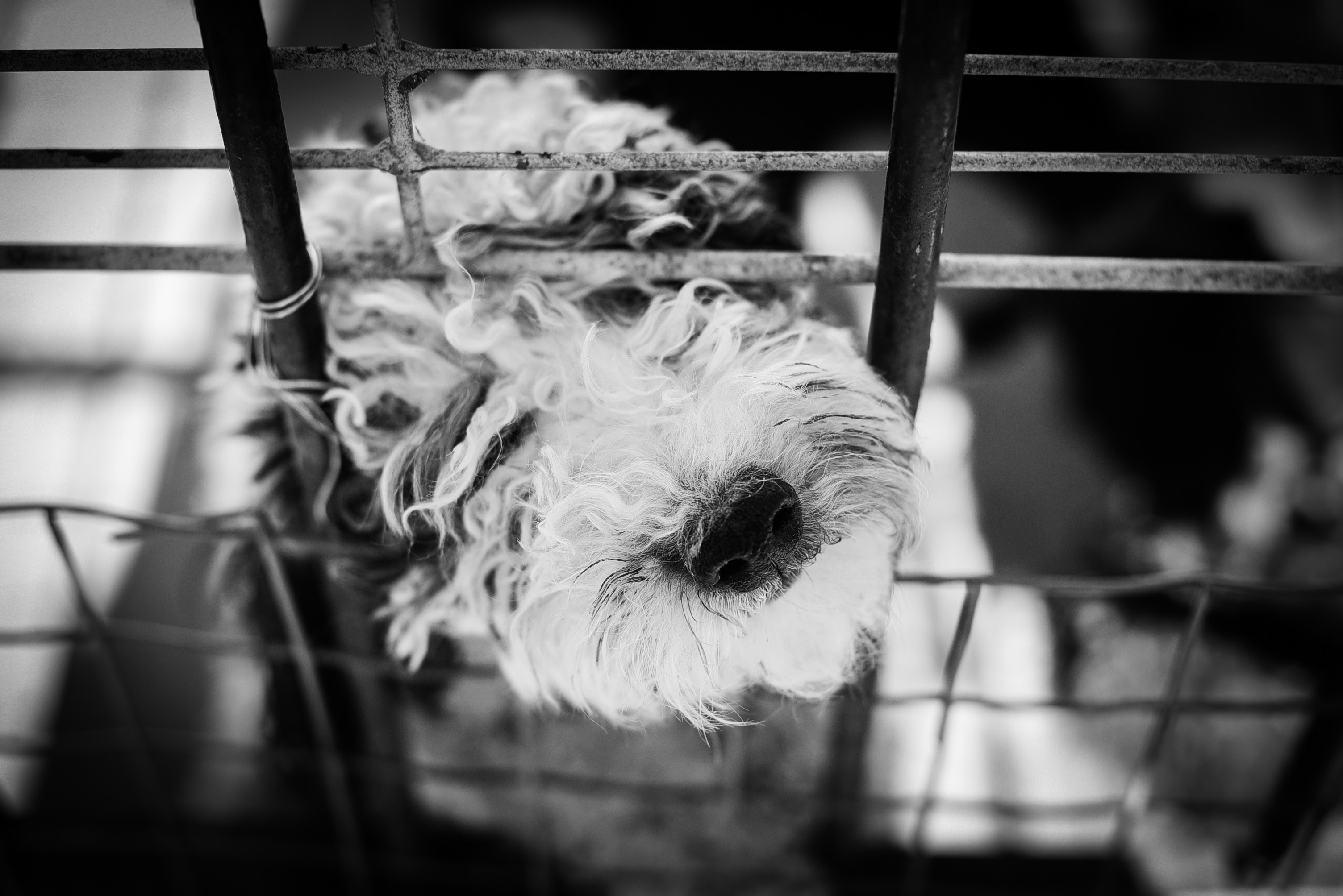 grayscale photography of puli dog