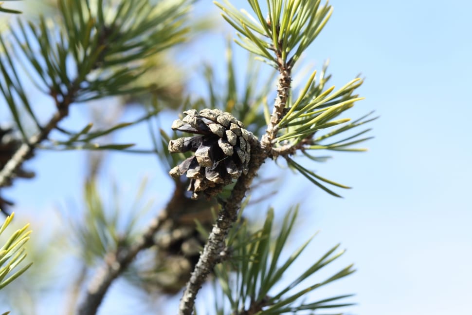 shallow focus photo of pinecone during daytime preview