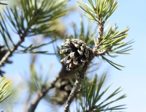 shallow focus photo of pinecone during daytime thumbnail