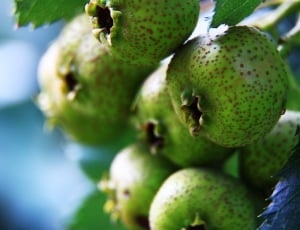 Fruit, Hawthorn, Green, Exotic, Gain, fruit, food and drink thumbnail