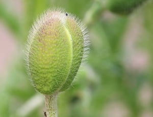 Fruchtkapsel, Poppy, Klatschmohn, plant, green color thumbnail