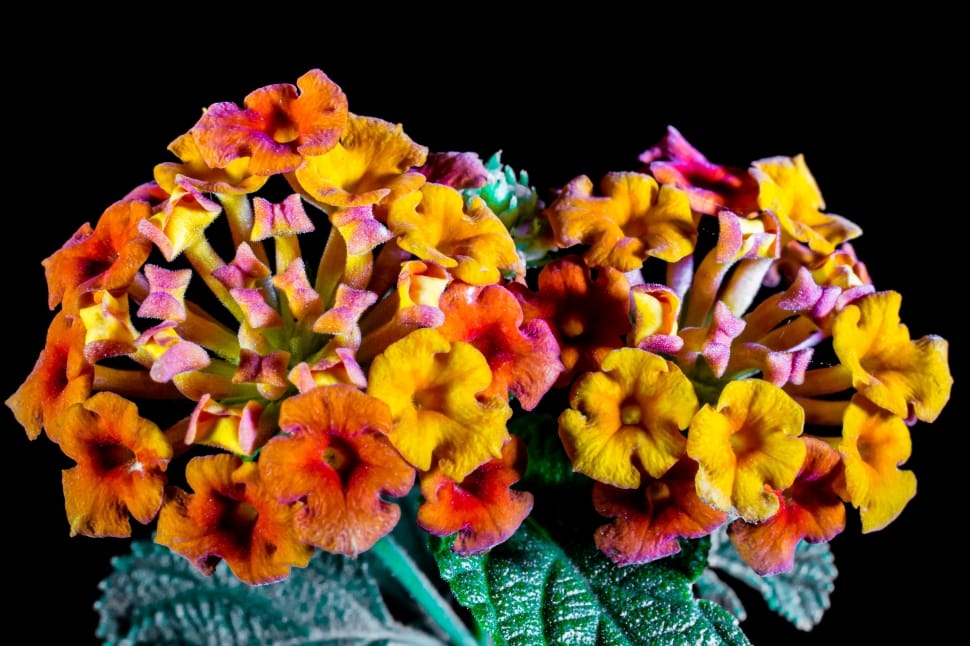 multi-colored flowers boquet preview
