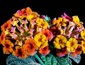 multi-colored flowers boquet thumbnail
