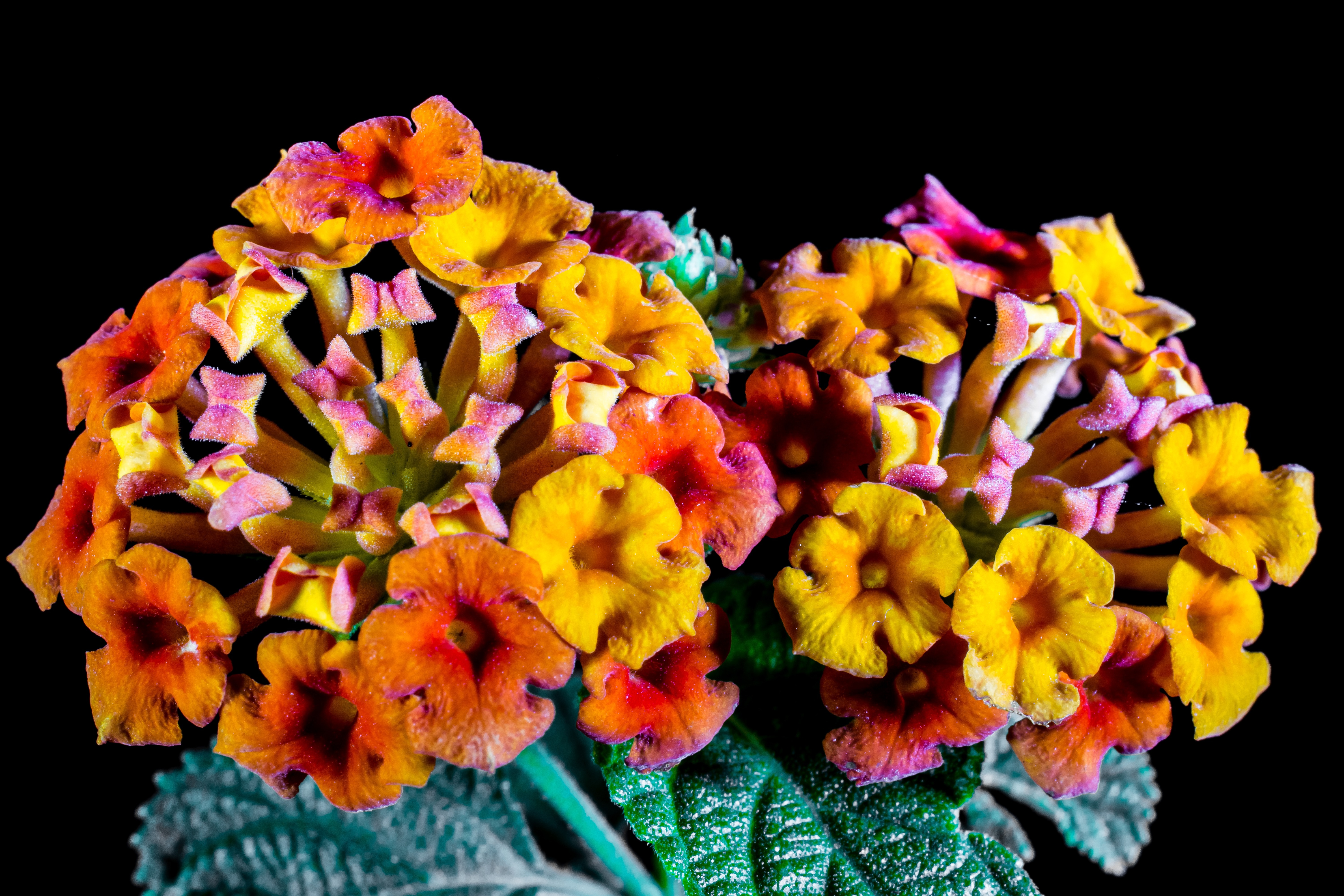 multi-colored flowers boquet