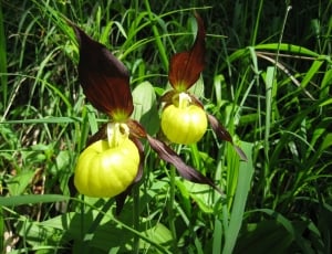 brown and green lady's slipper flower thumbnail