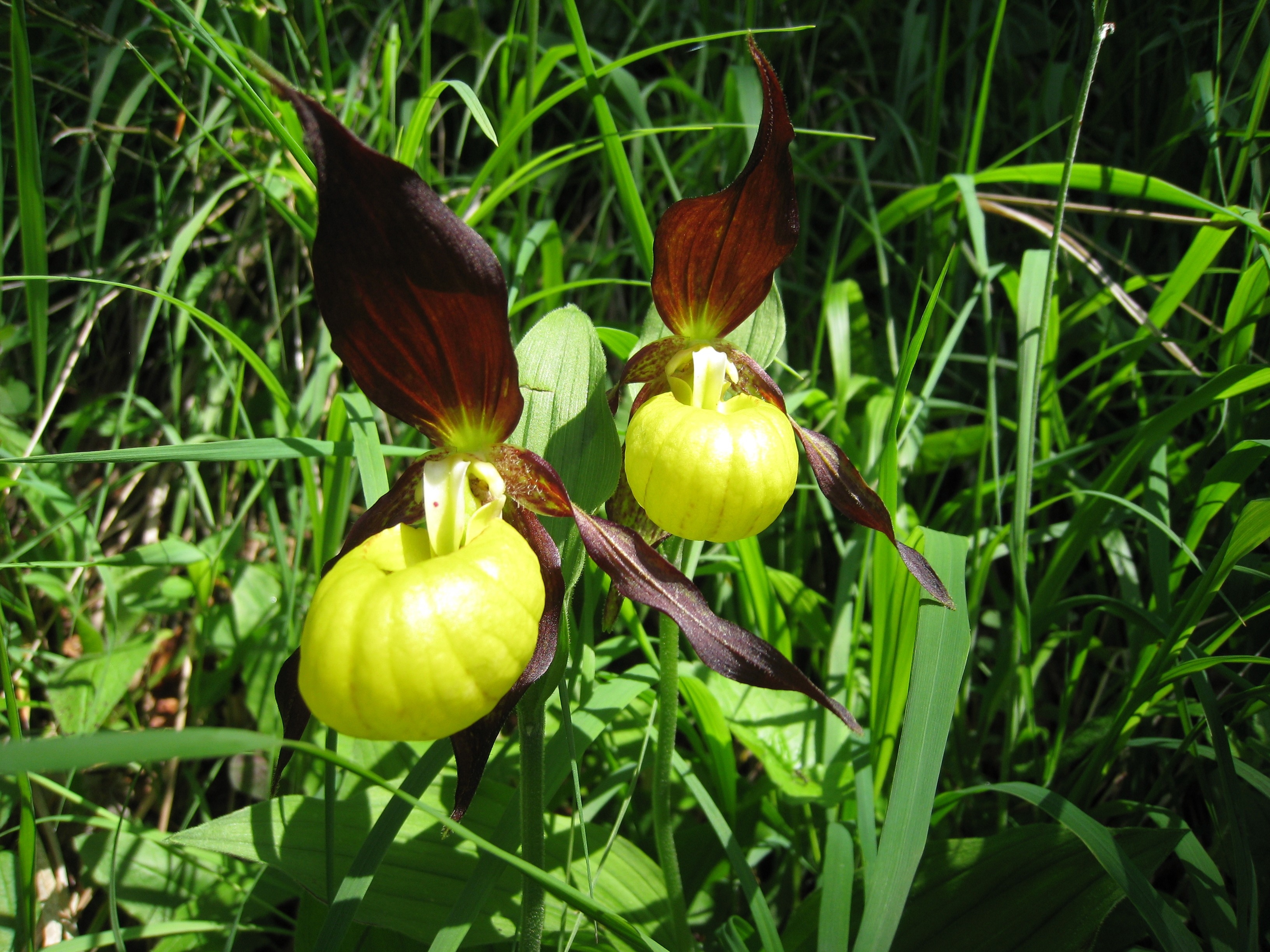 brown and green lady's slipper flower