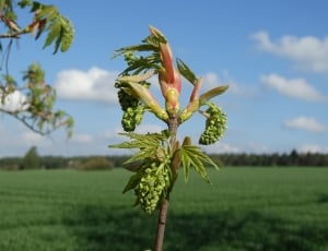 Bud, Sprout, Spring, Growth, growth, agriculture thumbnail