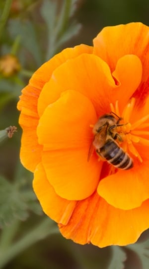 honey bee on yellow and orange multi petaled flower thumbnail