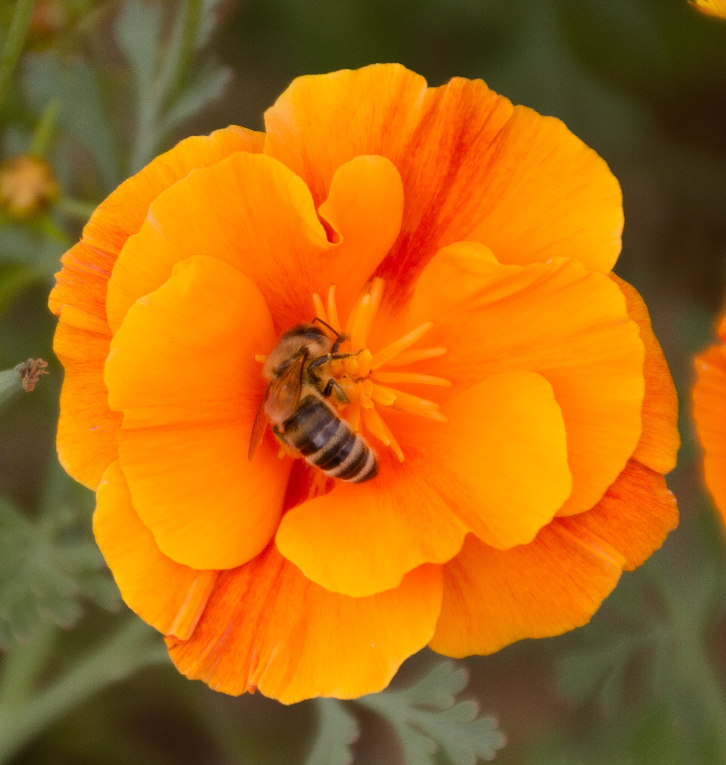 honey bee on yellow and orange multi petaled flower