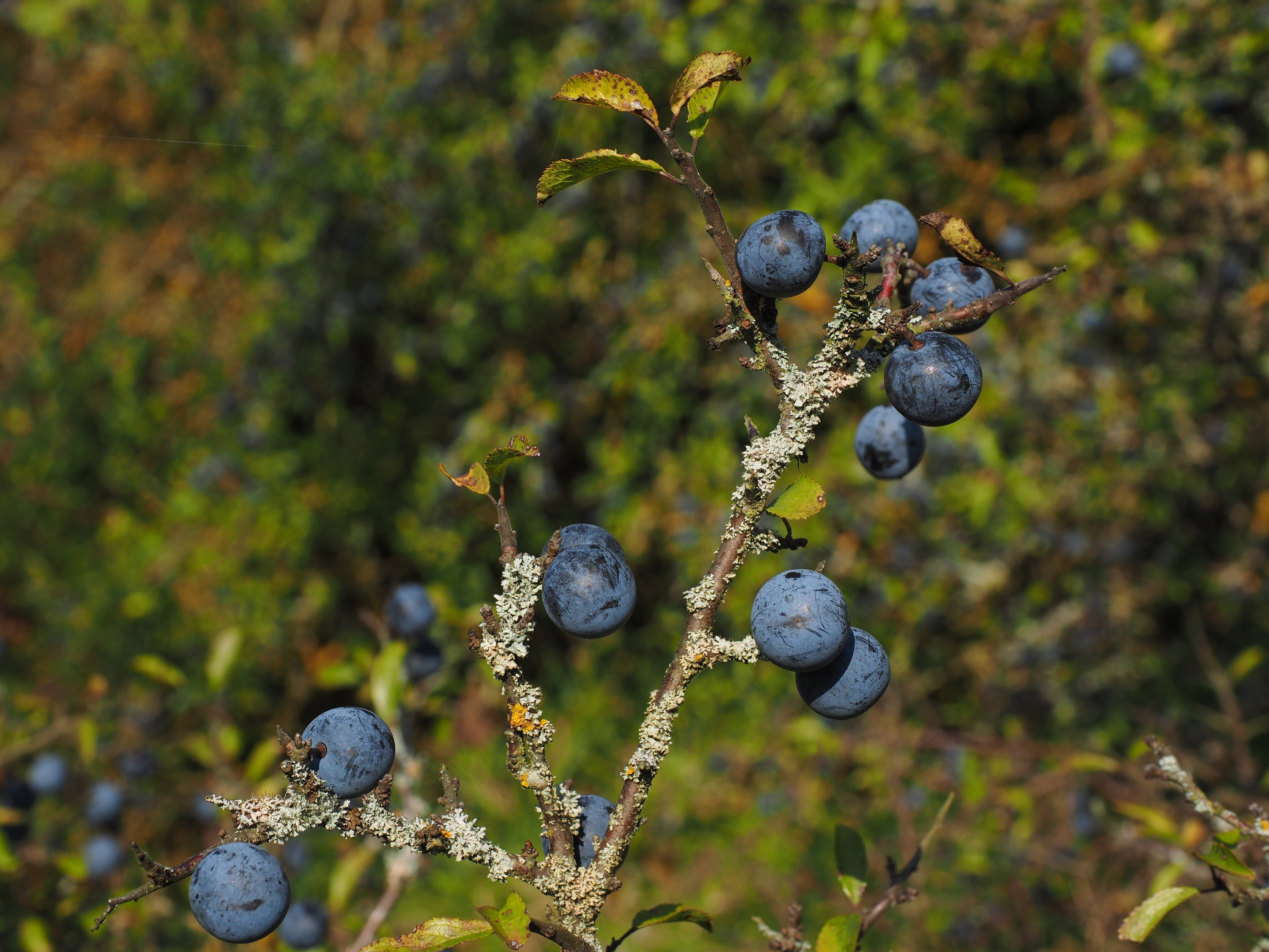 selective photography of purple grapes