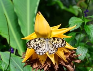 white and black paperkite butterfly on yellow flower thumbnail