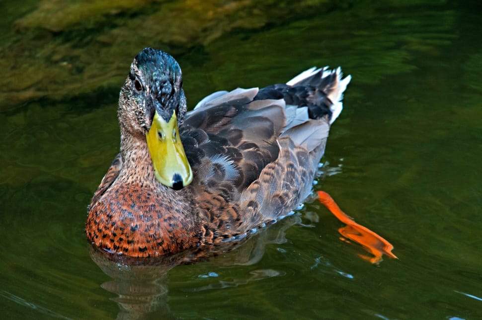 brown orange and white duck preview