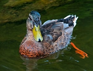 brown orange and white duck thumbnail