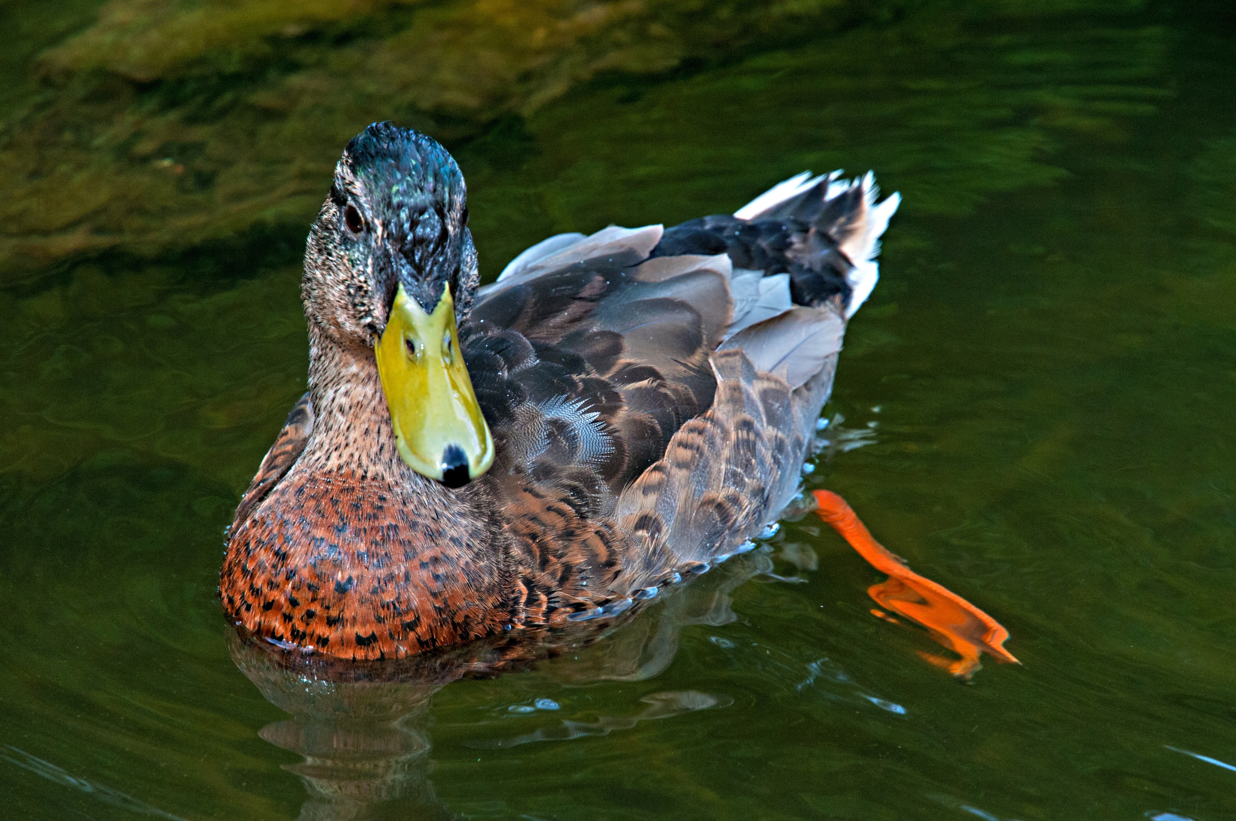 brown orange and white duck