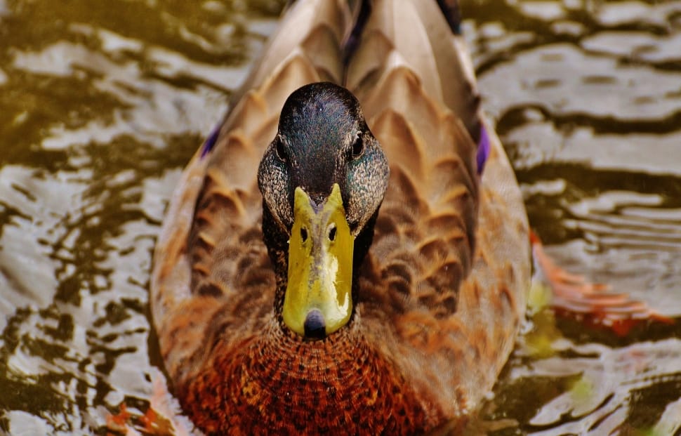 brown feathered duck preview
