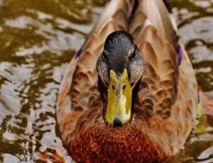brown feathered duck thumbnail