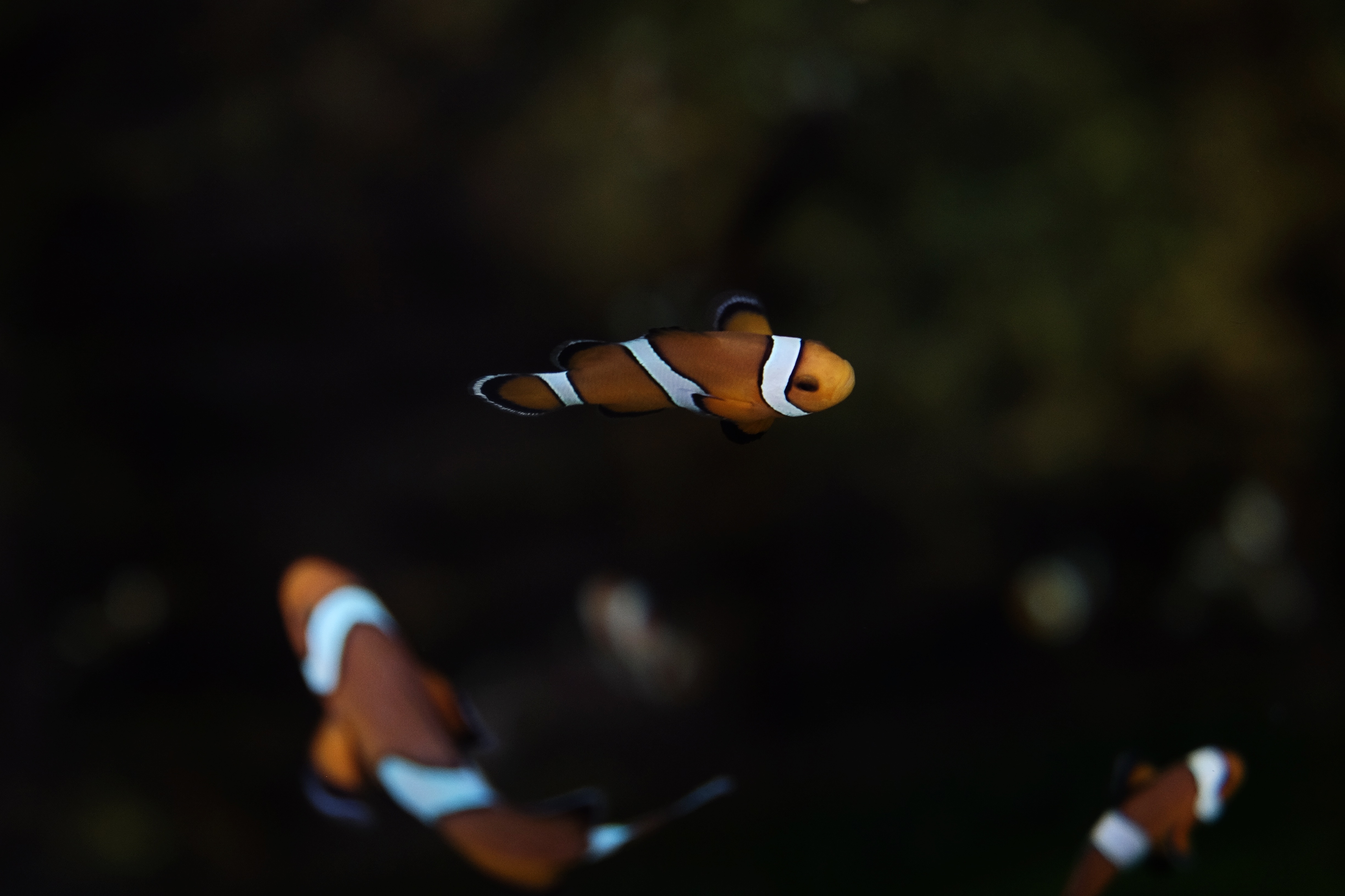 3 clown fishes